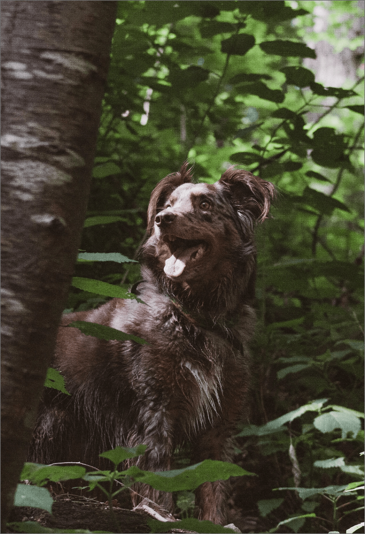 Dog in a forest